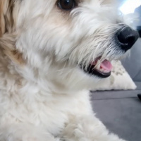 Maltese, Köpek  Mösyö Bambam fotoğrafı