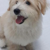 Maltese, Köpek  Mösyö Bambam fotoğrafı