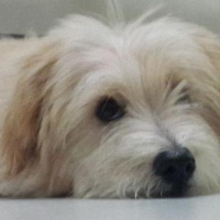 Maltese, Köpek  Mösyö Bambam fotoğrafı