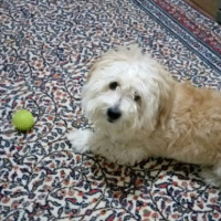 Maltese, Köpek  Mösyö Bambam fotoğrafı