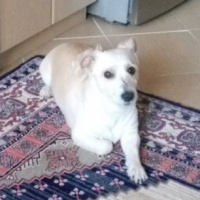 Maltese, Köpek  Mösyö Bambam fotoğrafı