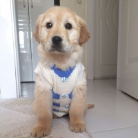 Golden Retriever, Köpek  Șira fotoğrafı