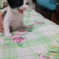 Tekir Kedi, Kedi  Güllü fotoğrafı