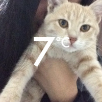 Tekir Kedi, Kedi  Bal fotoğrafı