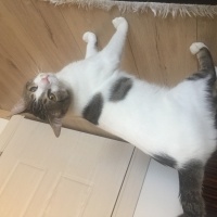 Tekir Kedi, Kedi  Bulut fotoğrafı
