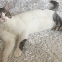 Tekir Kedi, Kedi  Bulut fotoğrafı
