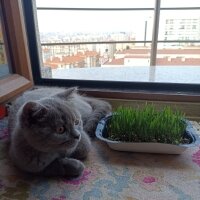 British Shorthair, Kedi  sherlock fotoğrafı