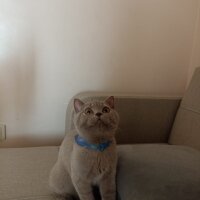 British Shorthair, Kedi  sherlock fotoğrafı