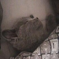 British Shorthair, Kedi  Boncuk fotoğrafı