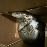 Tekir Kedi, Kedi  Masum için ömürlük yuva fotoğrafı