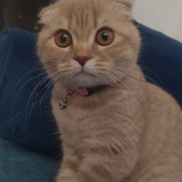 British Shorthair, Kedi  Lila fotoğrafı