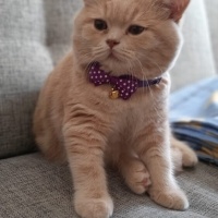 British Shorthair, Kedi  Berlin fotoğrafı