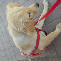 Golden Retriever, Köpek  Duman fotoğrafı