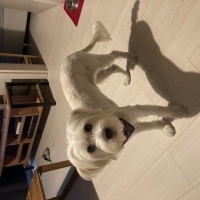 Maltese, Köpek  Rita fotoğrafı