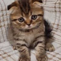 Scottish Fold, Kedi  Pamuk fotoğrafı