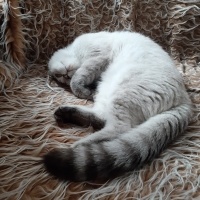 British Shorthair, Kedi  Apollon fotoğrafı