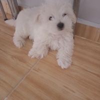 Maltese, Köpek  Maltese fotoğrafı