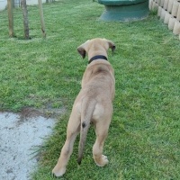 Presa Canario, Köpek  Cristo fotoğrafı