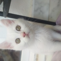 British Shorthair, Kedi  Maysa fotoğrafı
