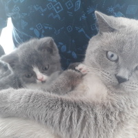 Scottish Fold, Kedi  Duman fotoğrafı
