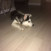 Sibirya Kurdu (Husky), Köpek  alfa fotoğrafı
