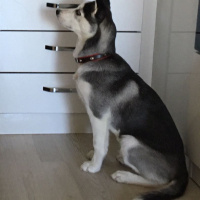Sibirya Kurdu (Husky), Köpek  alfa fotoğrafı