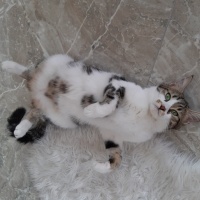 Tekir Kedi, Kedi  Minnoş fotoğrafı