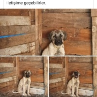 Kangal, Köpek  Papa fotoğrafı