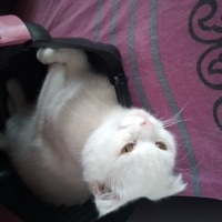 Scottish Fold, Kedi  Pasa fotoğrafı