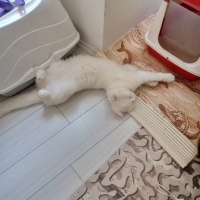 Scottish Fold, Kedi  Pasa fotoğrafı