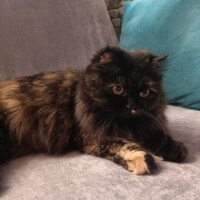 İran Kedisi (Persian), Kedi  Minnoş fotoğrafı