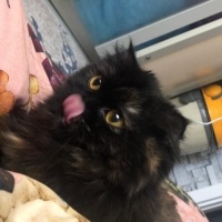 İran Kedisi (Persian), Kedi  Minnoş fotoğrafı