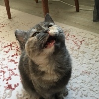 British Shorthair, Kedi  Maya fotoğrafı