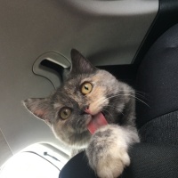 British Shorthair, Kedi  Maya fotoğrafı