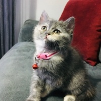 British Shorthair, Kedi  Maya fotoğrafı