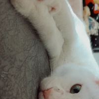 Tekir Kedi, Kedi  Gümüş fotoğrafı