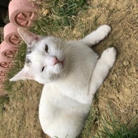 Tekir Kedi, Kedi  Gümüş fotoğrafı