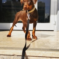 Doberman Pinscher, Köpek  Zet fotoğrafı