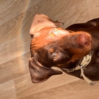 Doberman Pinscher, Köpek  Zet fotoğrafı