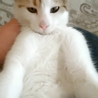 Tekir Kedi, Kedi  Cadı fotoğrafı