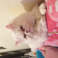 İran Kedisi (Persian), Kedi  paris fotoğrafı