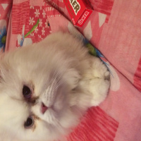 İran Kedisi (Persian), Kedi  paris fotoğrafı