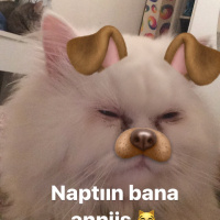 İran Kedisi (Persian), Kedi  paris fotoğrafı