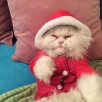 İran Kedisi (Persian), Kedi  paris fotoğrafı