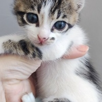 Tekir Kedi, Kedi  Şeker fotoğrafı