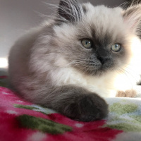 Tekir Kedi, Kedi  Shila fotoğrafı