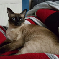 Siyam Kedisi, Kedi  Lilith Madison fotoğrafı