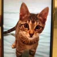 Tekir Kedi, Kedi  Ballı fotoğrafı