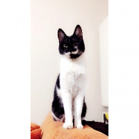 Soke, Kedi  Bıyık fotoğrafı