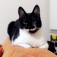 Soke, Kedi  Bıyık fotoğrafı